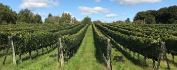 Harbes Vineyard - Harbes Farm