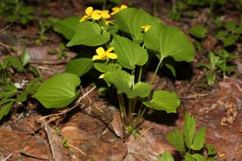 File:Viola glabella 9032.JPG - Wikimedia Commons