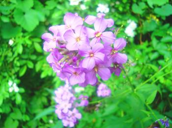 Violet Wildflowers