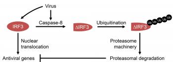 Biochemical Analysis of Caspase-8-dependent Proteolysis of IRF3 in ...