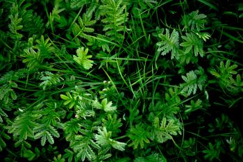 Vivid Green Plants