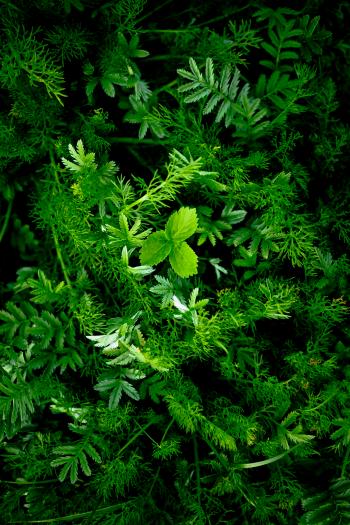 Vivid Green Plants