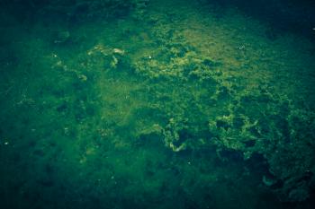 Vivid Green Seaweed Background