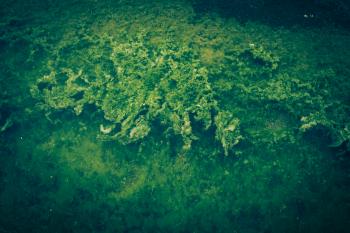 Vivid Green Seaweed Texture