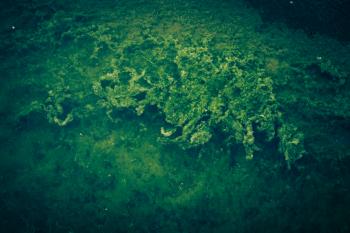 Vivid Green Seaweed