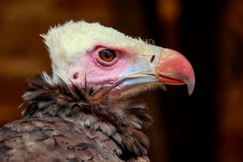 A Different Sort of Culture Vulture – Richard K. Yu – Medium