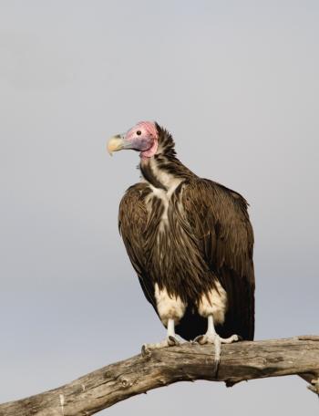 Dream of Vulture