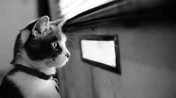 Cat Cat waiting for the mail Animals HD Wallpapers, Desktop ...