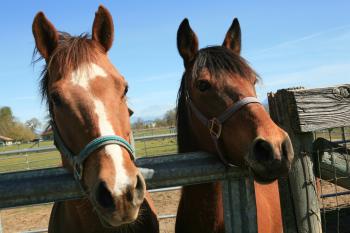 What's Happenin' | Purina and Unwanted Horse Coalition Help Find ...