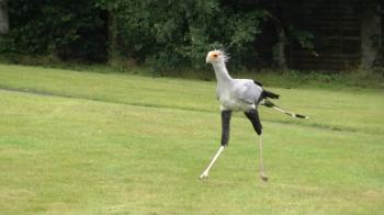 Secretary bird walking around - YouTube
