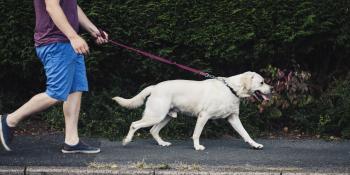 Walking the Dog Day!, Peoria, AZ - Arrowhead Pooper Scoopers -
