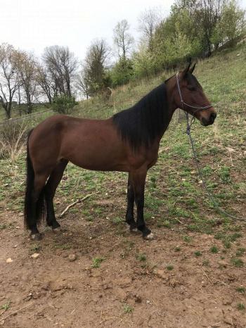 11 Year Old Registered Tennessee Walking Horse Mare