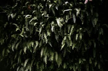 Wall of ferns