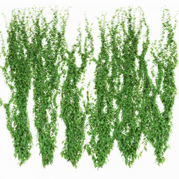 6 models of curly leaf wall 3D | CGTrader