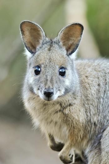 Australian Wildlife Conservancy