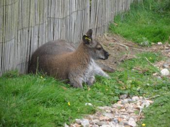Wallaby laying down
