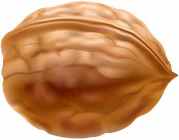 Walnut PNG Clip Art | Gallery Yopriceville - High-Quality Images ...