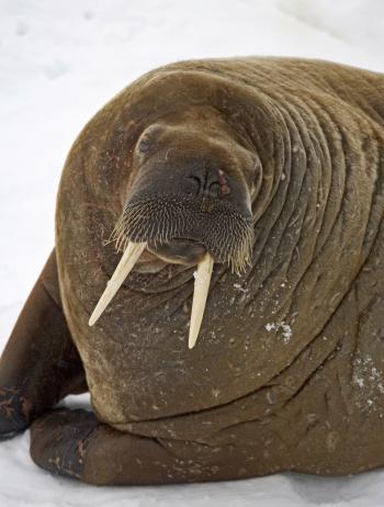 Walrus Closeup