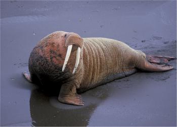 Walrus on the Shore