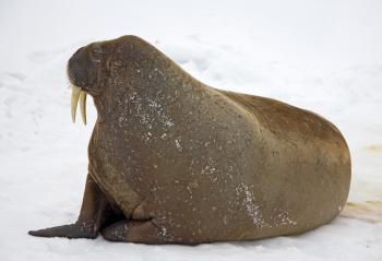Walrus on the Snow