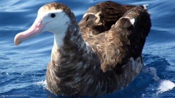 albatross gibsons wandering bird swimming hd widescreen wallpaper ...