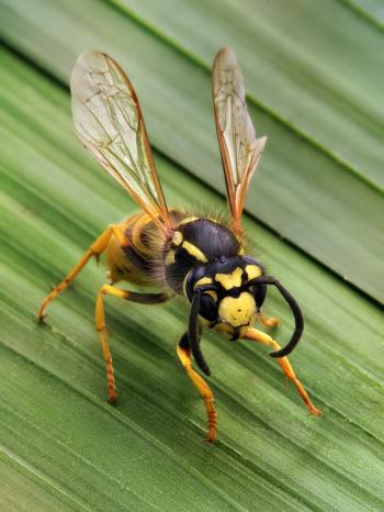 Wasp - Wikipedia