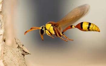 Wasps | Prime Pest Control London