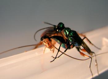 Absurd Creature of the Week: The Wasp That Enslaves Cockroaches With ...