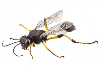 Wasps Problems | Pest Control Long Island | NYC | Westchester