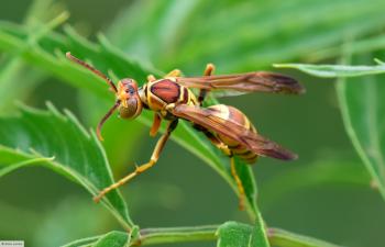 Wasp Pictures (Images by Dick Locke)