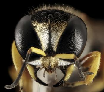 Wasp Closeup