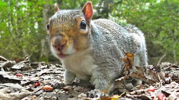 Entertainment Videos For Cats and Dogs To Watch - Squirrel and Bird ...