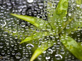 Plant under water wallpapers and images - wallpapers, pictures, photos