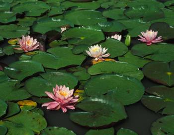 Water Lilies | MDC Discover Nature