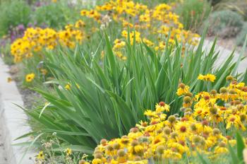 Plant Lists
