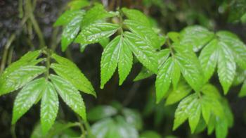 Wild nature. Video shots of the Asian jungles. Waterfalls, plants ...