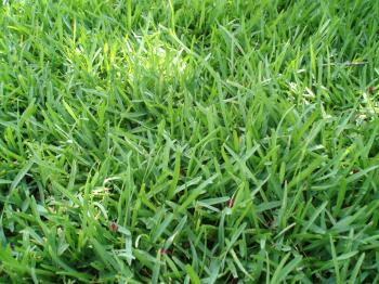 Austin Water Offers Landscaping Rebates | KUT