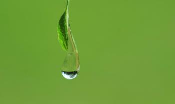 Free picture: leaf, dew, wet, nature, water, moisture, rain drop