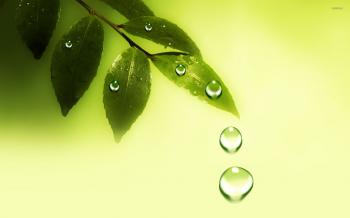 Water drops on the leaves wallpaper - Digital Art wallpapers - #20836