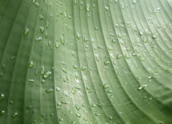 Water droplets on banana leaf