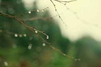 Water droplets on branch