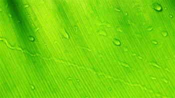 HD: Water drops on green leaf background, 1920x1080 Stock Video ...