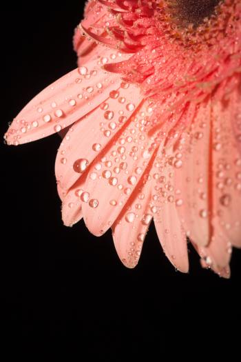 water drops on flower petals
