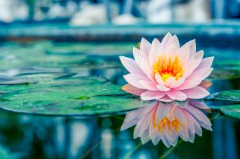 How to succeed with water lilies – Which? Gardening Helpdesk