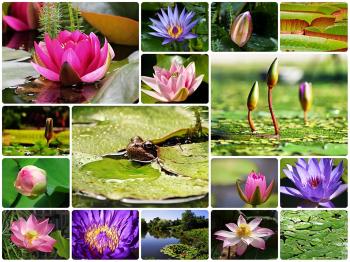 Water Lilies Collage