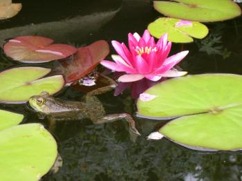 Water Lilies: Sunken Forest & A Summer Oasis | New Hampshire Public ...