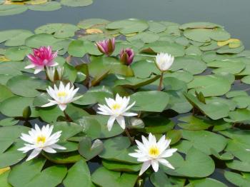 2018 Hydroponic Pot Plants Flower Water Lily Species Of Lotus Root ...