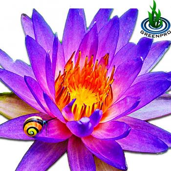 Amazon.com : (Nymphaea Alin) Tropical Water Lily Tuber Live Aquatic ...