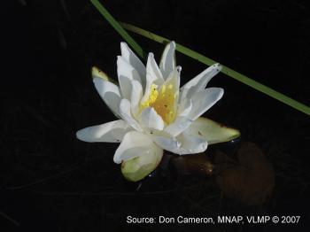 fragrant water lily description