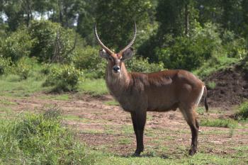 5 Interesting Facts About Waterbuck | Hayden's Animal Facts